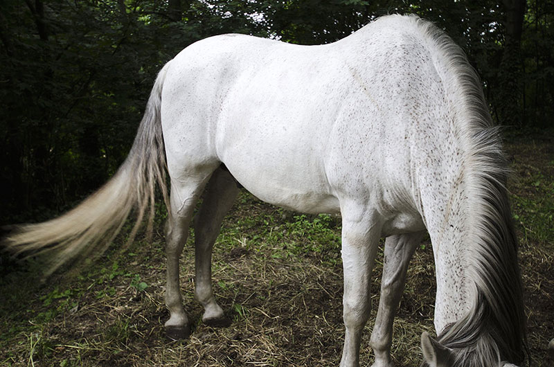Ständige Gegenwart 1