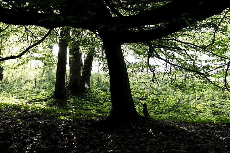 Ständige Gegenwart 1