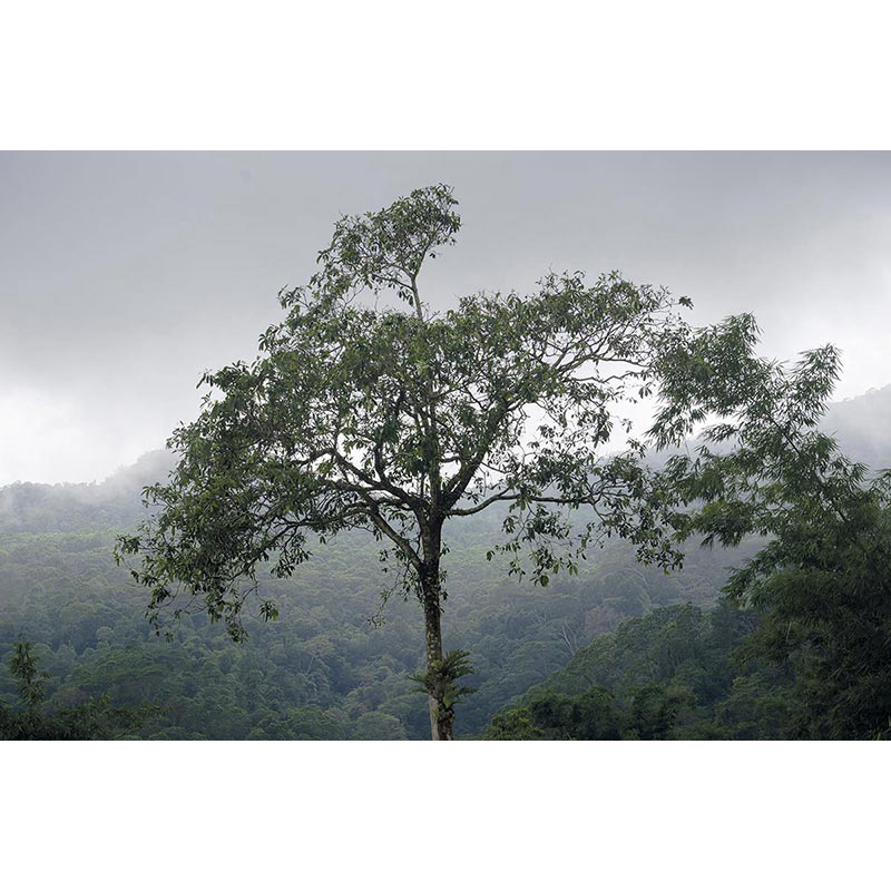 Ständige Gegenwart 2