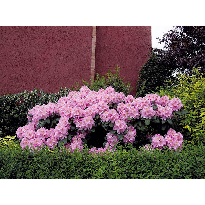 Ständige Gegenwart 2