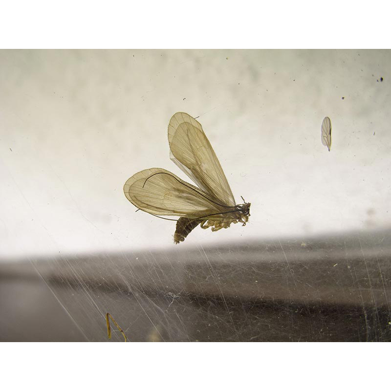 Ständige Gegenwart 2