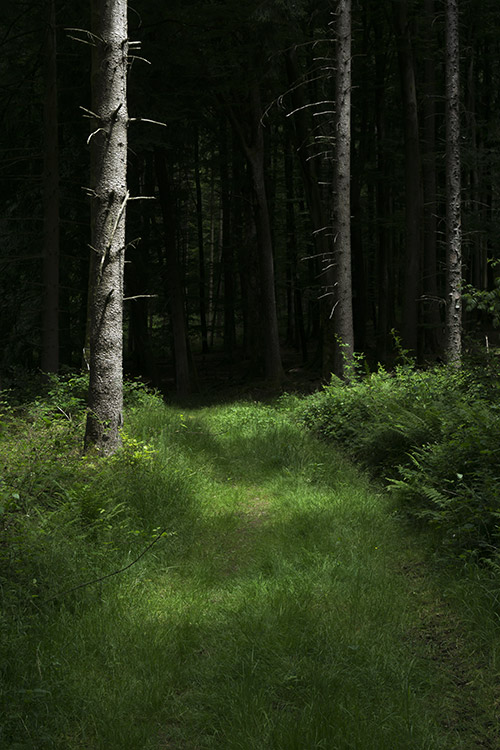 Wenn es wiederkommt, das Licht